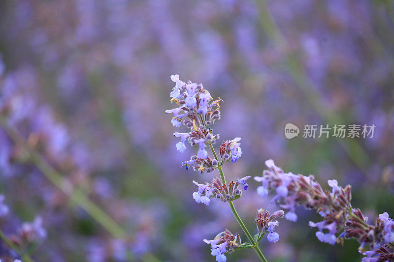 紫鼠尾草花