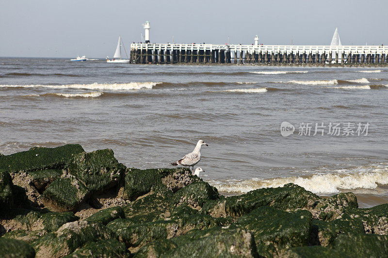 海边码头和海鸥