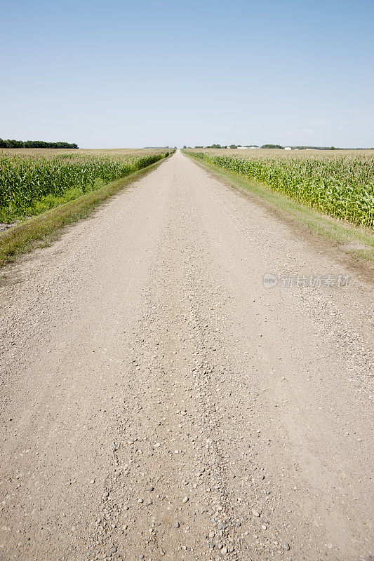 乡村景观公路穿过玉米田