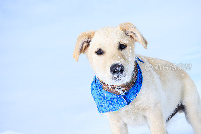 拉布拉多狗雪