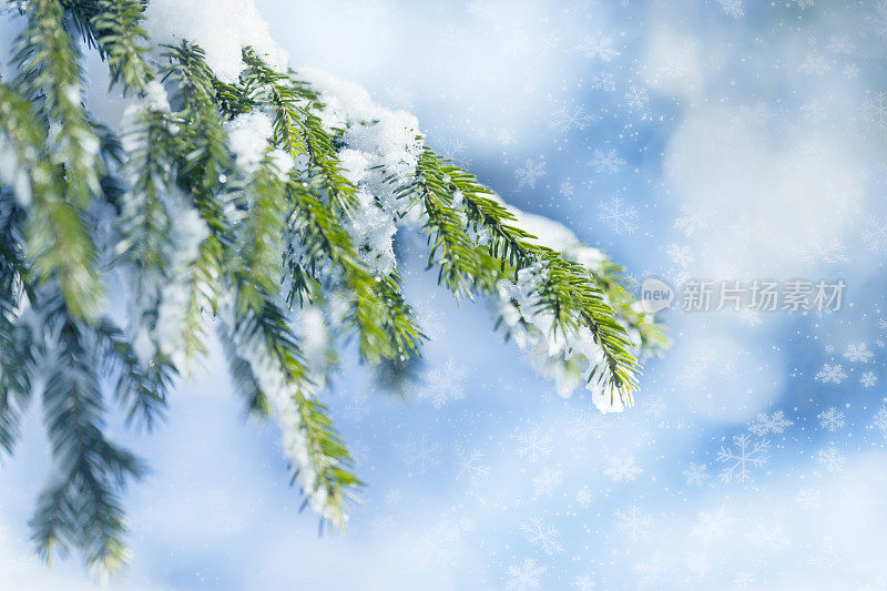 白雪覆盖的松树前面的蓝色背景
