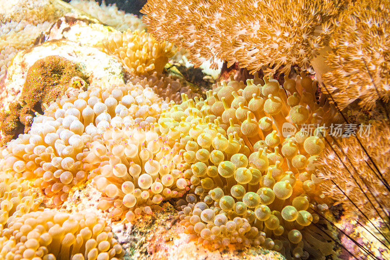 水下小丑鱼谷(amphiprioninae)