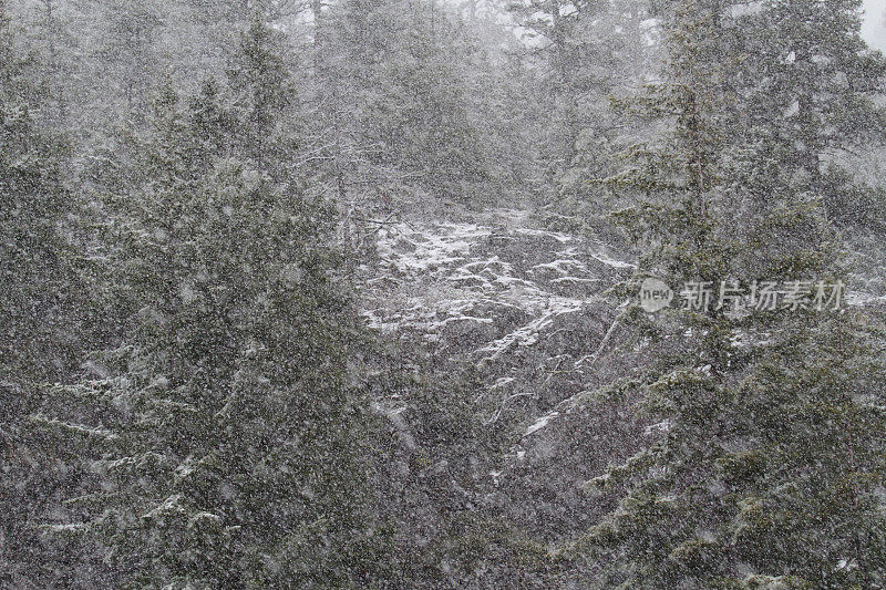 森林里正在下雪