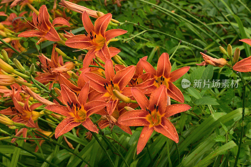 Daylillies在雨中