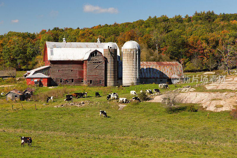 秋季奶牛场和奶牛