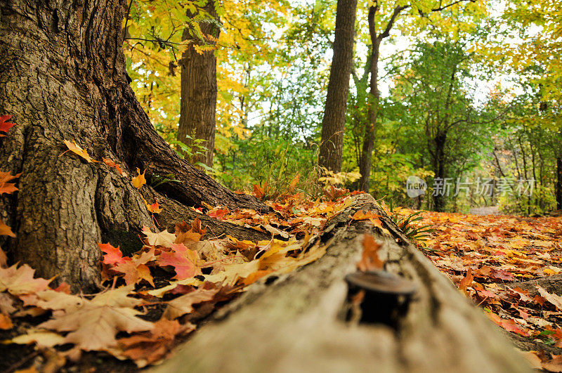 秋天的山毛榉森林