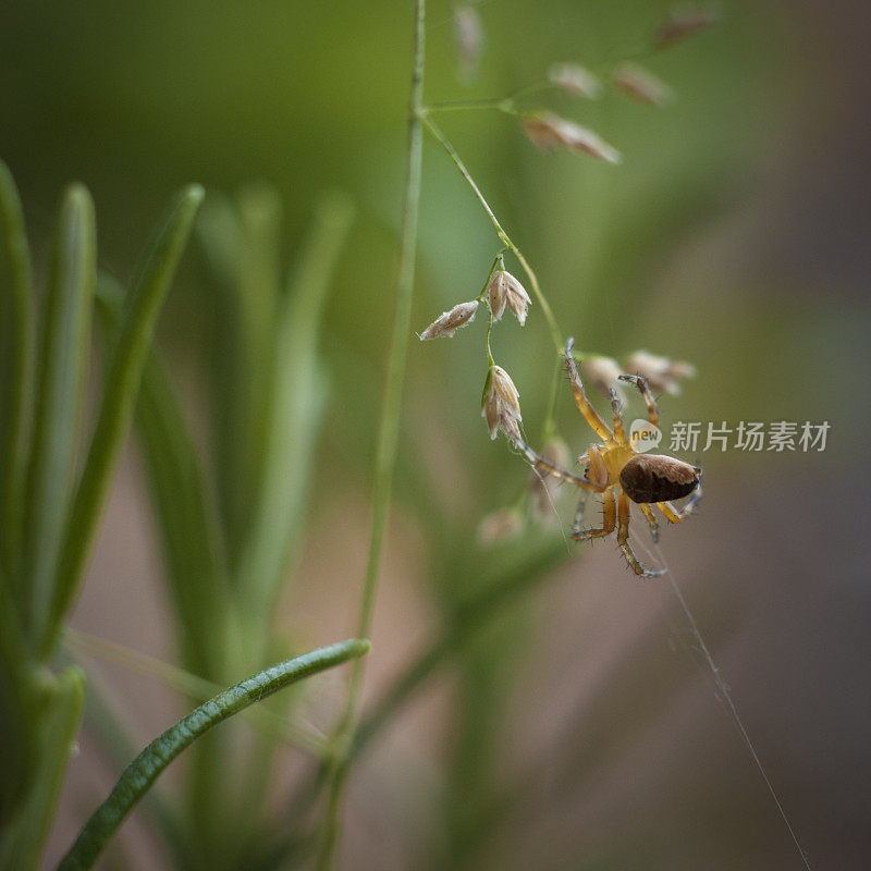 小蜘蛛织网的自然图像