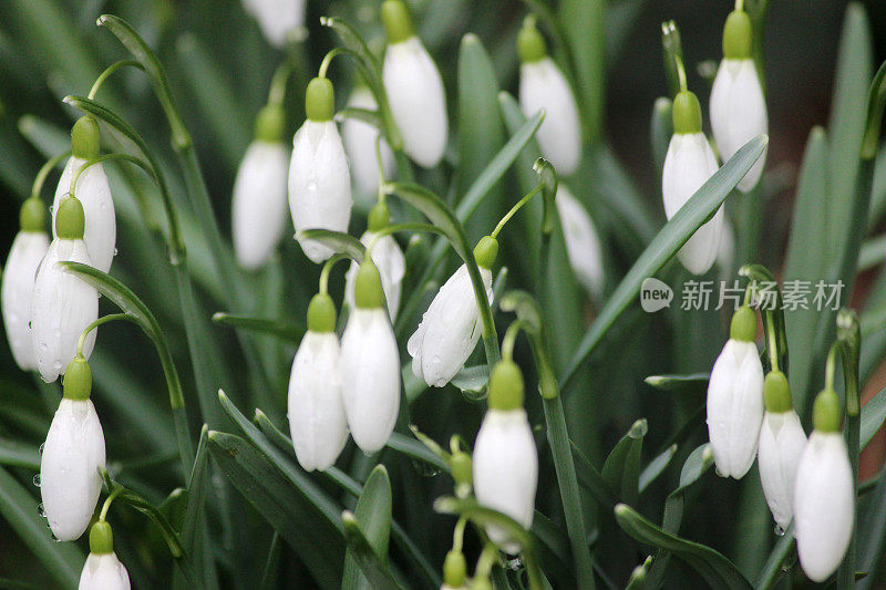 像春天开花的白色雪花莲的头闭合