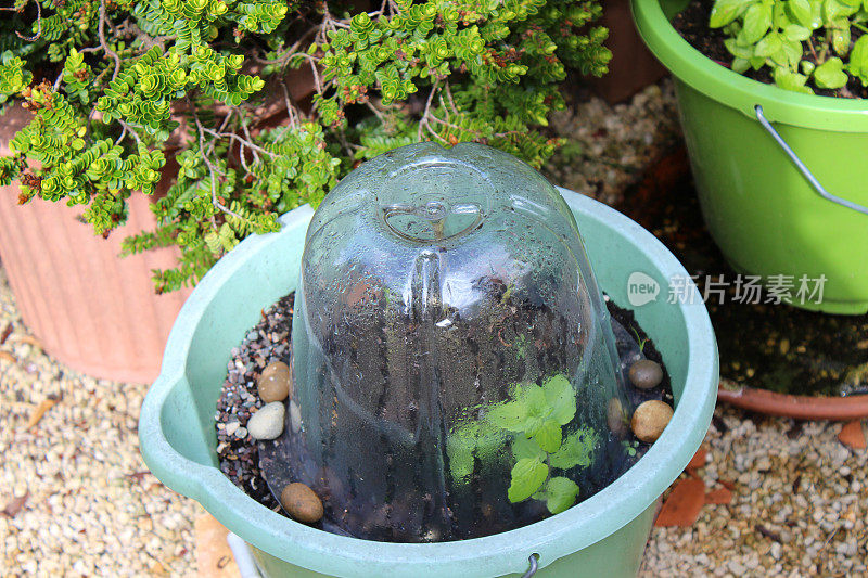 蒸熟的塑料钟罩保护着娇嫩的植物