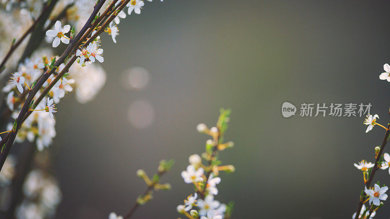 春天樱花盛开