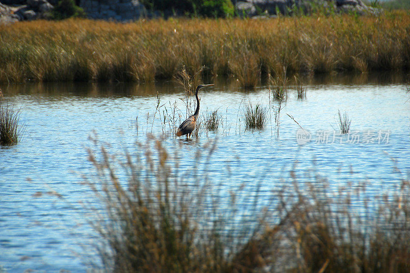 歌利亚·苍鹭在Dalyan河的三角洲中涉水。