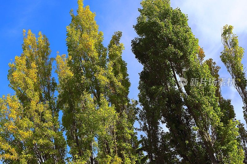巴塔哥尼亚景观:阿根廷巴里洛切，树梢映衬着蓝天