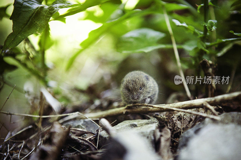 小田鼠鼠