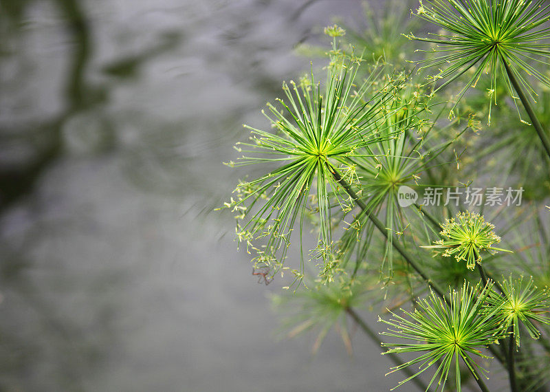 莎草纸池塘框架