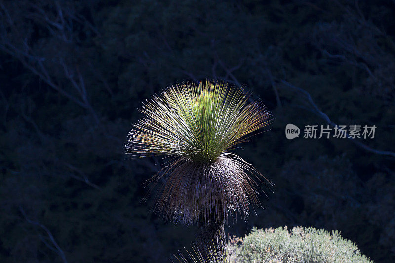 草树-黑男孩对黑暗的背景，复制空间