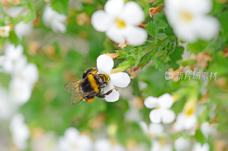 大黄蜂在白花上