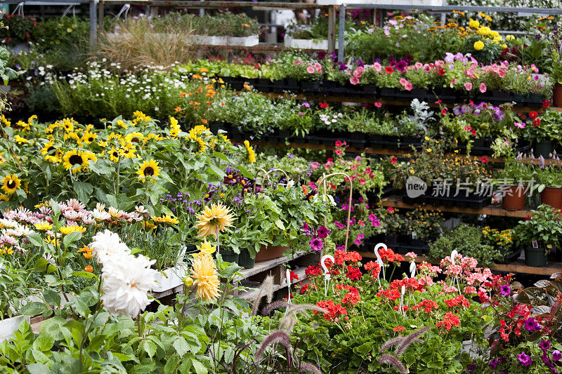 花园中心植物苗圃与新鲜的春天鲜花