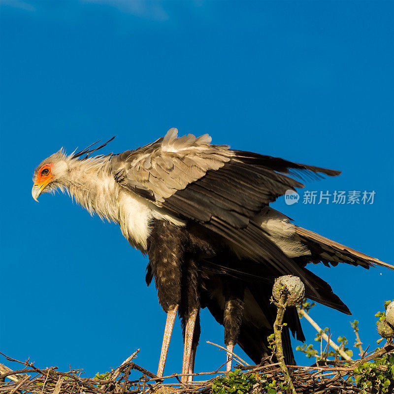 野秘书鸟瞰