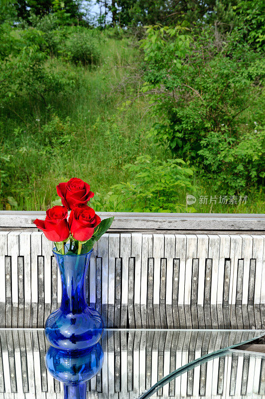 玫瑰和钢琴键盘在户外的自然背景