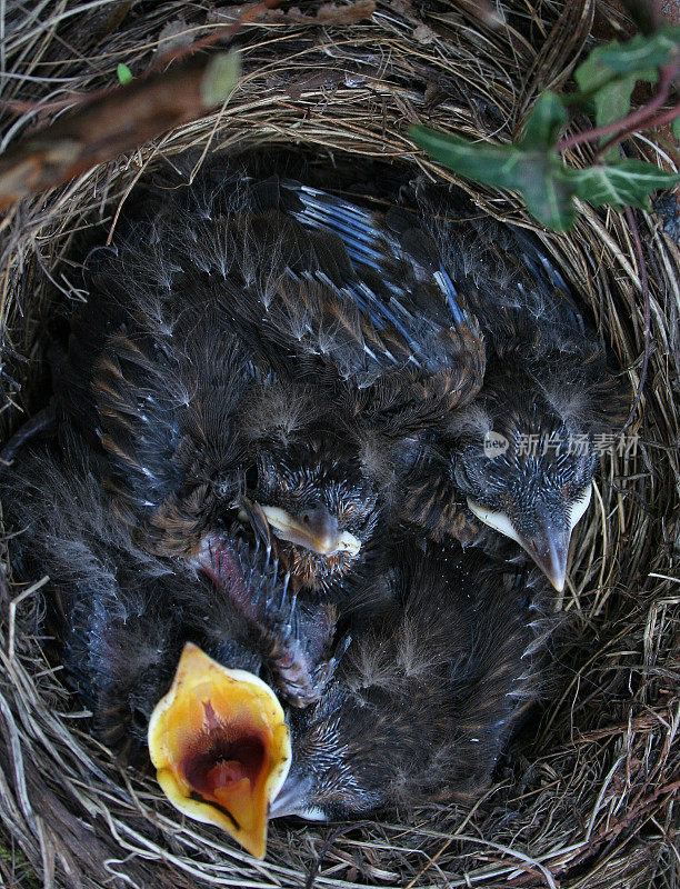 黑鸟巢和三个十几岁的小鸡