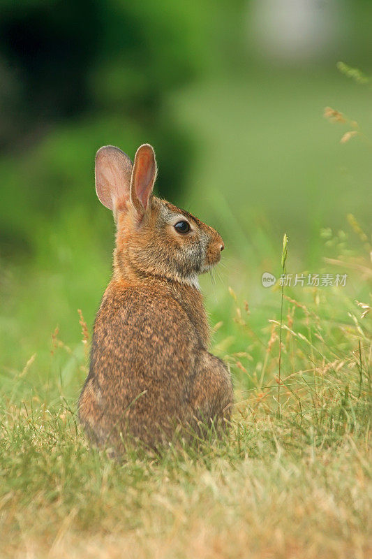 小兔子坐在绿色的草地上