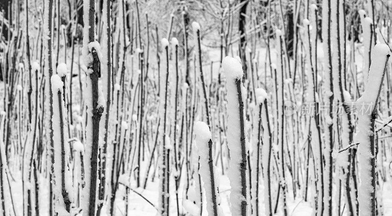 冬天的森林里下雪了