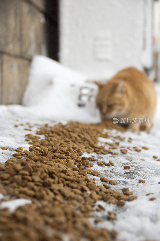 饥饿的猫在街上吃猫食