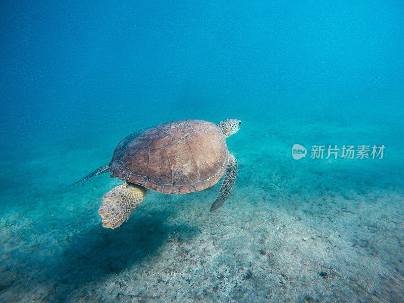 在地中海游泳的绿海龟