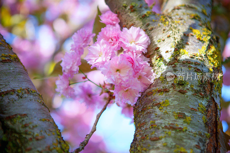 樱花。小樱。