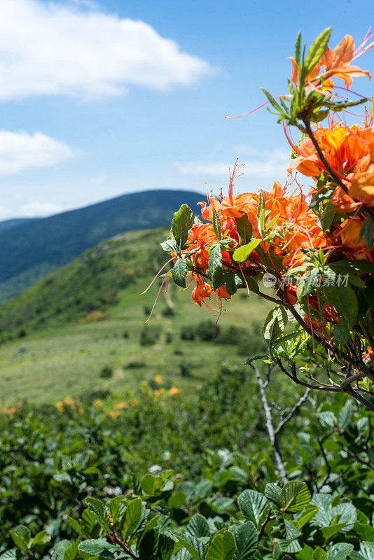 阿巴拉契亚山脉的火红杜鹃花