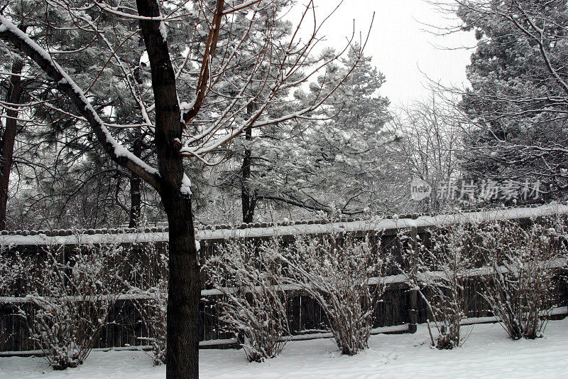 科罗拉多州的雪