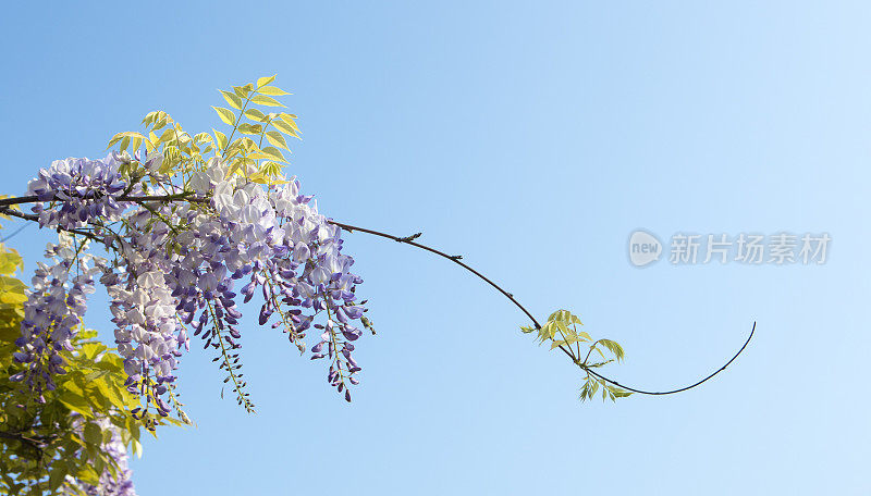 意大利加尔达湖，紫藤盛开