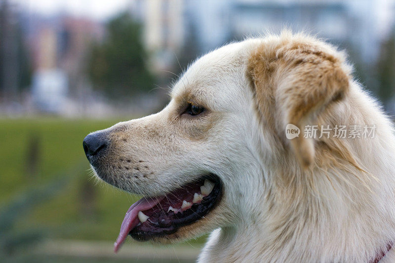 金毛猎犬