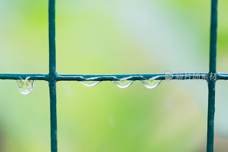 雨点落在花园篱笆上