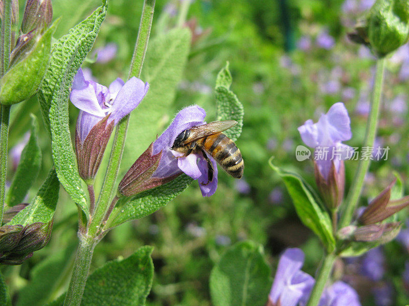 蜜蜂和鼠尾草花