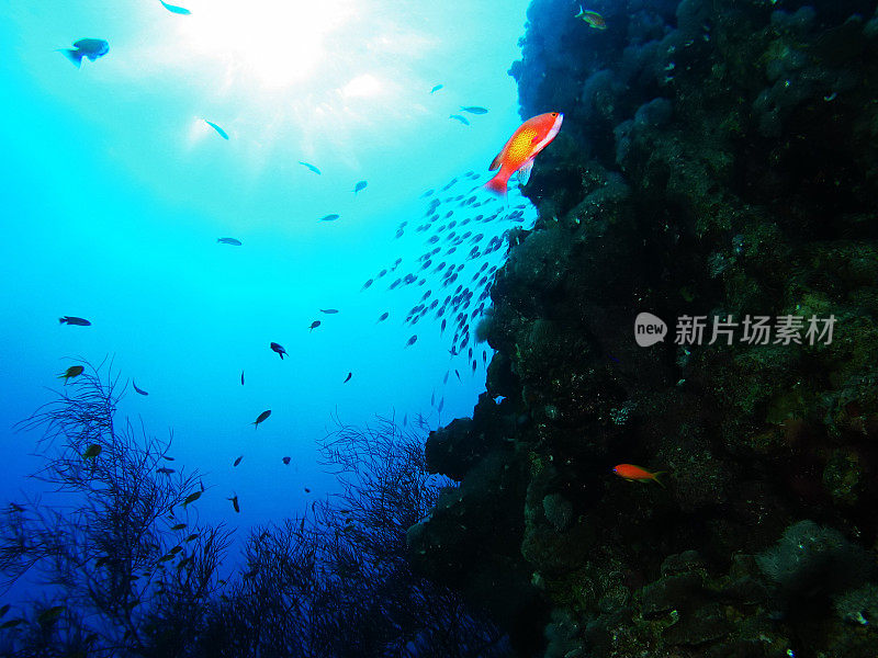 在海里游泳的女人