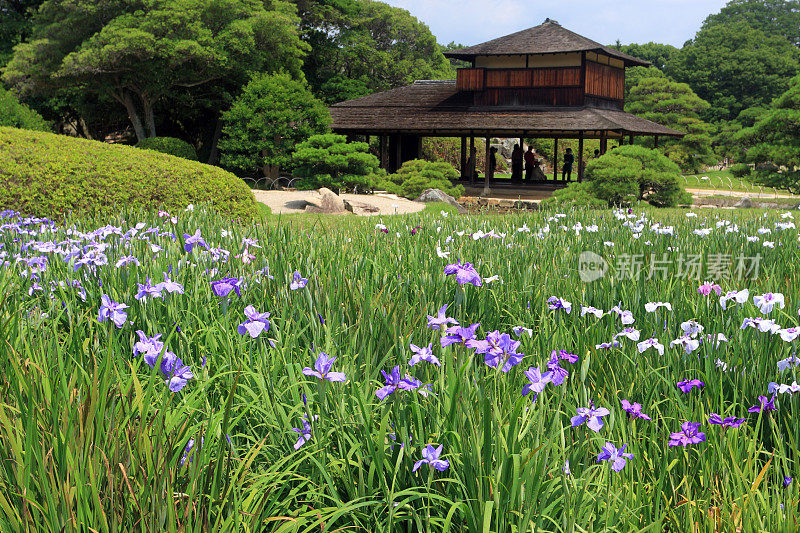 日本花园里的鸢尾花