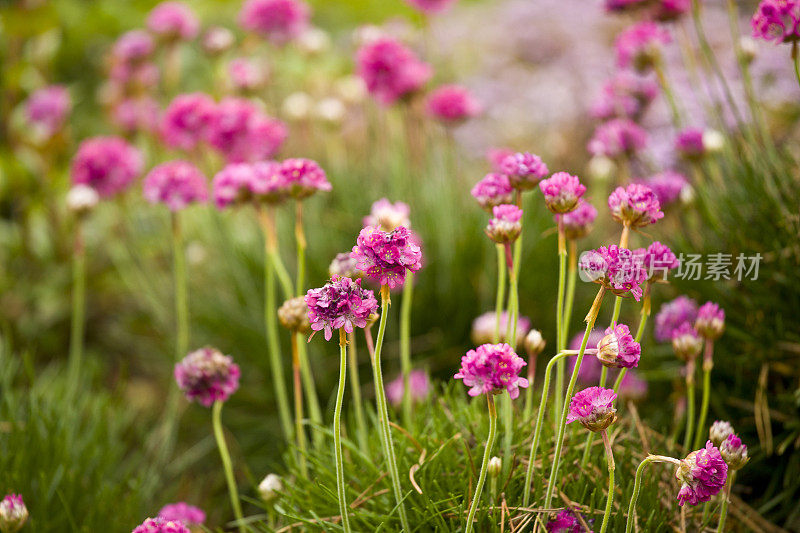 花园的花