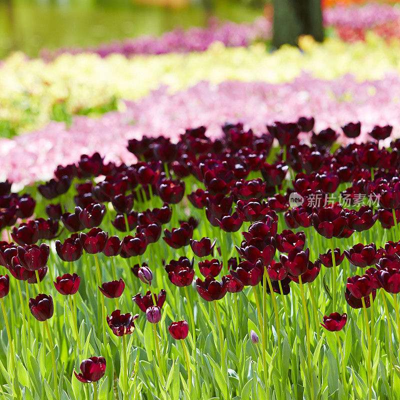 郁金香花园