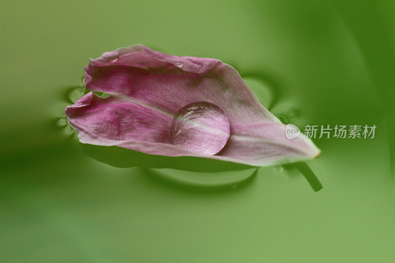 花瓣与露水在水里