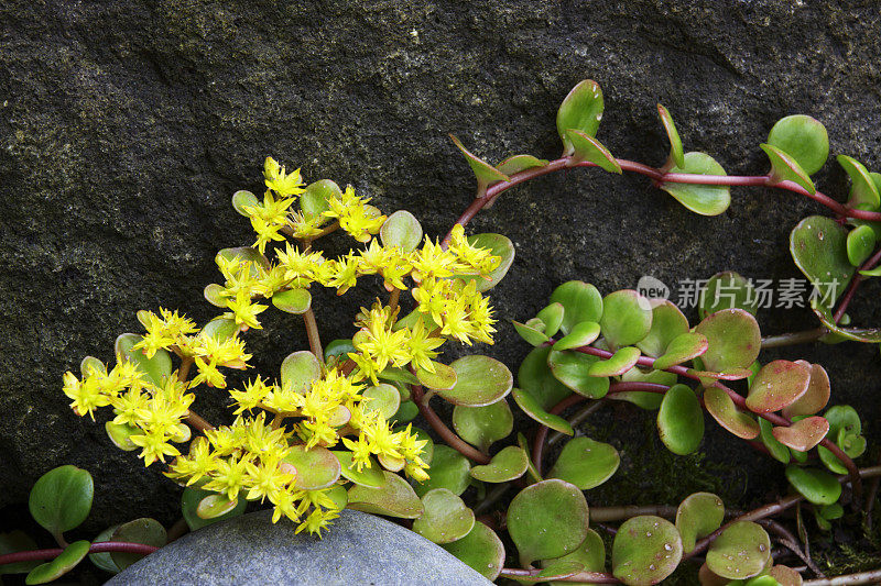 中国景天属植物