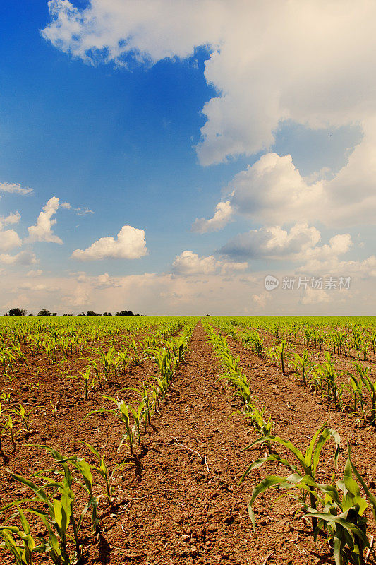 玉米地和蓝色多云的天空