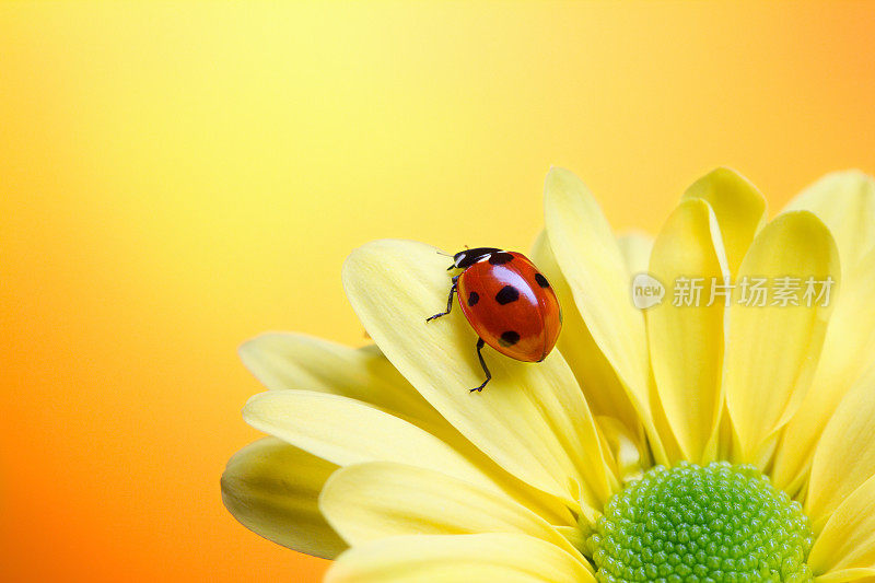 瓢虫在黄花上