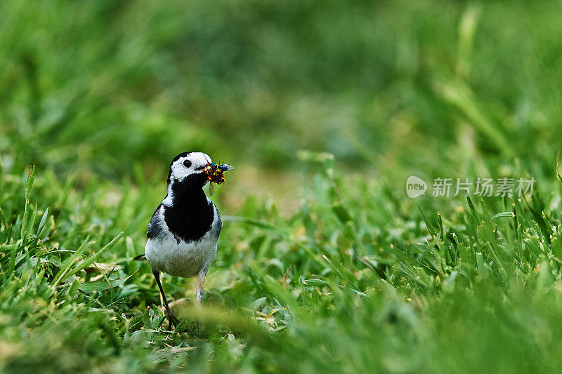 白鹡鸰