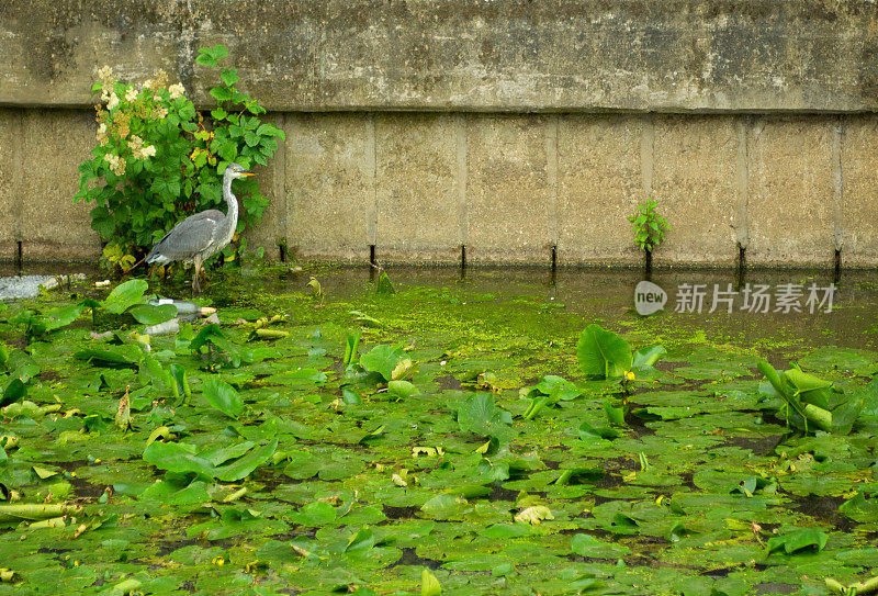 福斯河上的苍鹭