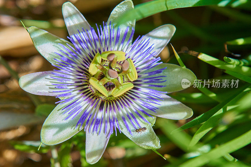 百香果花