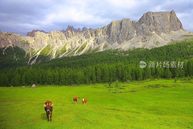 奶牛放牧-家畜在田园诗般的戏剧性的景观:在日出的意大利北部山脉白云石阿尔卑斯，附近的科尔蒂纳d'Ampezzo