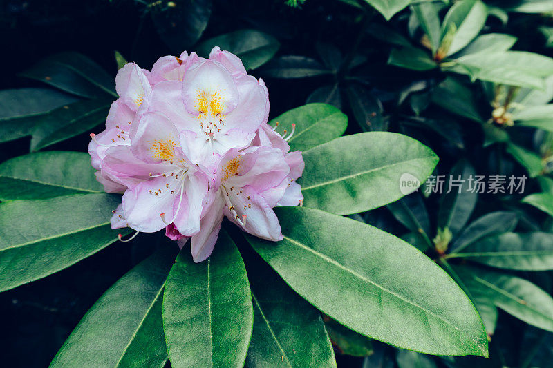 杜鹃花的歌篾饮水器的