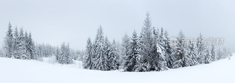 冬天的风景有雪冷杉树