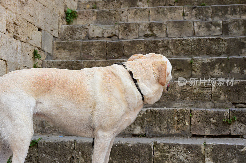 圣吉米尼亚诺的拉布拉多寻回犬